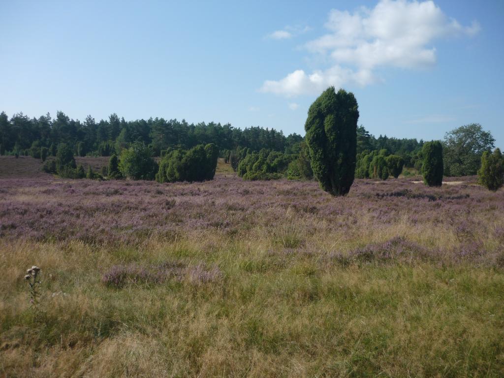 Ferienwohnungen Heideidylle Amelinghausen Exteriör bild